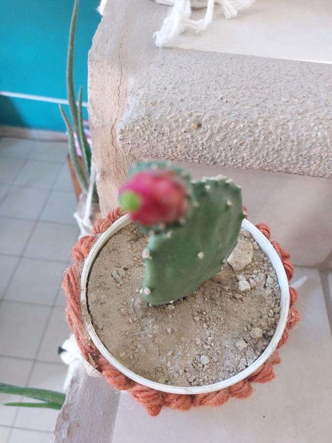 Cho Ku Rei Hostal San José del Cabo Buitenkant foto